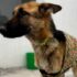 Investigan a un hombre de Rawson por maltrato animal